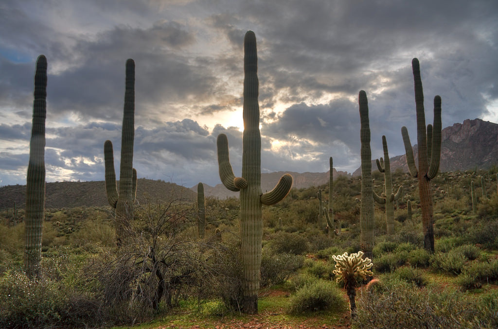 Tucson Mountain Park and Saguaro National Park Arizona