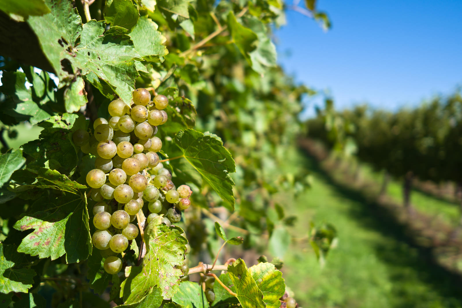 Iowa Wine Trail Iowa