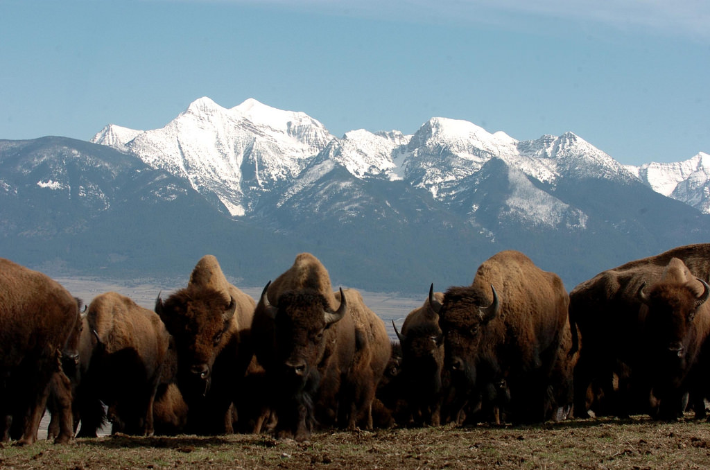 National Bison Range Montana