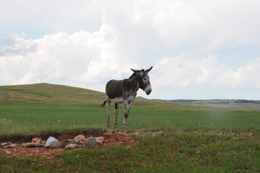 Wildlife Loop State Scenic Byway South Dakota