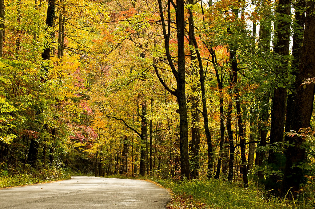 Woodland Drive Tennessee