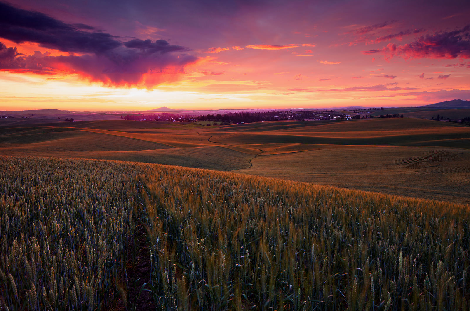 Palouse Country Washington
